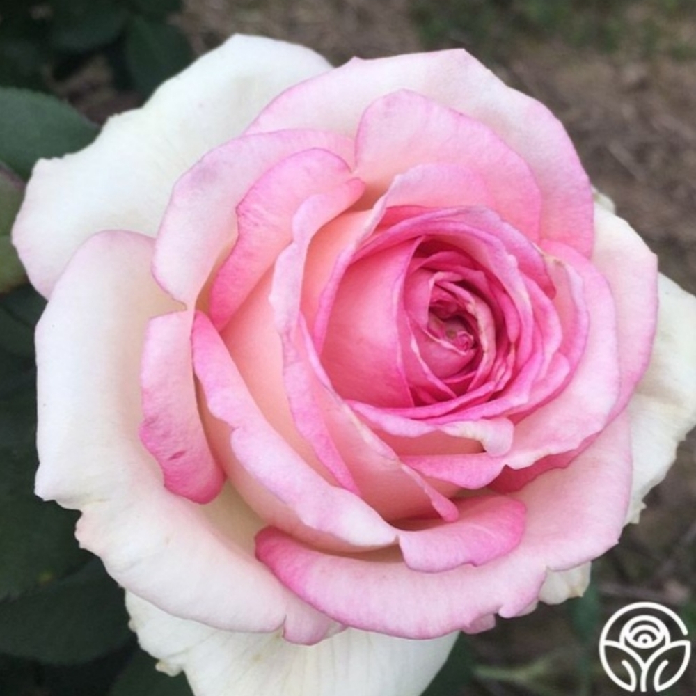 Roses & more roses...